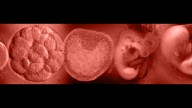Teoria (dogmatica) della relatività Può un dogma evolversi? No: deve. Ecco le meravigliose potenzialità e i terribili rischî connessi a questa necessità.