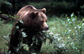 Dieci fumetti per salvare l’orso bruno
