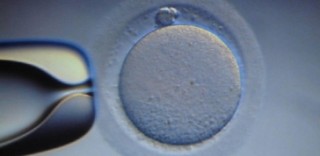 Fecondazione eterologa: “Ignorati i più deboli”