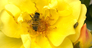 Filosofia per la vita-La danza delle api