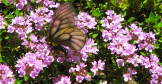 Filosofia per la vita – Siamo scarafaggi o api?