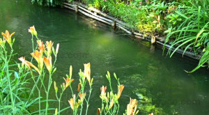 Kierkegaard, il giglio e l’uccellino