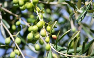 Sisma e maltempo: 1 milione di piante d’olivo abbattute in Abruzzo