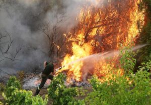 Incendi: “12 miliardi di alberi giungle ingovernabili in preda ai piromani”