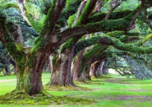 Boschi: “Mai così tanti in Italia, ma sono senza controllo”