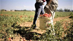 SIPLA SUD, un presidio contro sfruttamento e caporalato