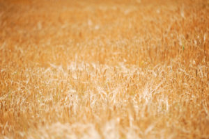 Grano, prezzi alle stelle: “Milioni di bambini a rischio fame in zone di guerra”