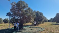 Rai Way e Caritas raccolgono le olive dove prima c’erano le antenne